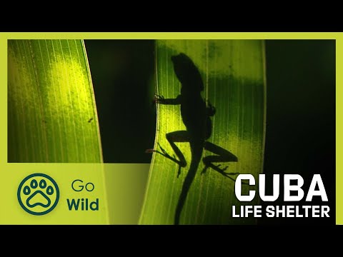 Cuba: Life Shelter | Go Wild