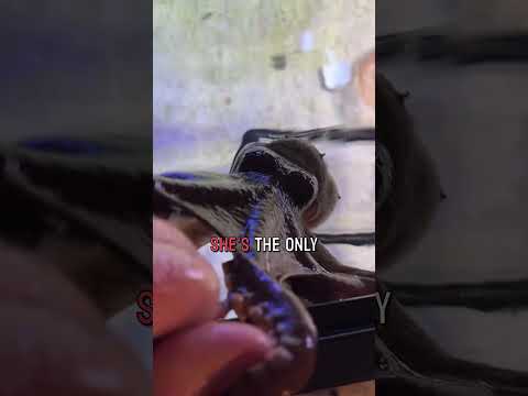 I love the way my octopus stretches out