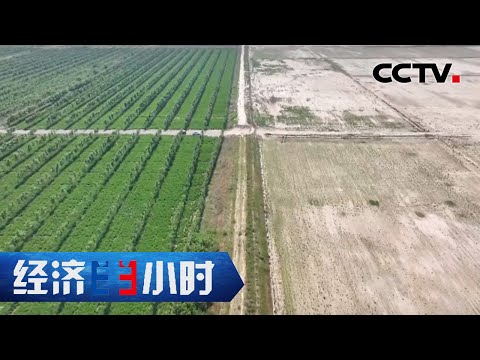 南大荒变成大米之乡，退海之地种出优质高价粮 「经济半小时」20220615 | CCTV财经