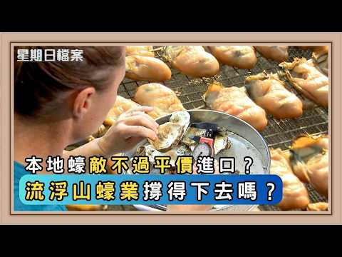本地蠔民如何對抗進口蠔？流浮山本地蠔業 還撐得下去嗎？｜新聞 | 時事 | 資訊節目 | 星期日檔案｜Sunday Report