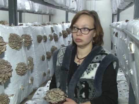 Шиловские вешенки