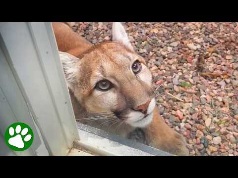 Mountain Lion Stuck in Backyard