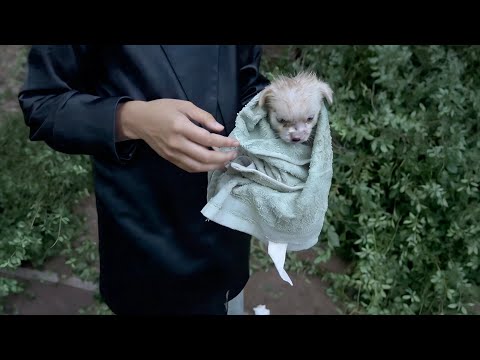 We Found a Puppy in the Park After the Rain, But He Got Sick at Home