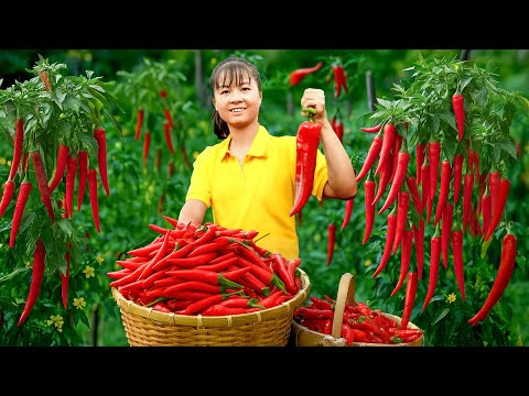 Harvesting Chilli and Selling at Countryside Market After 2 Years Building My Farm