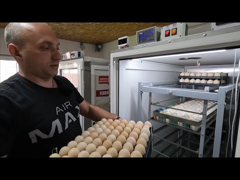 Подробная инструкция по инкубации в Стимул 1000