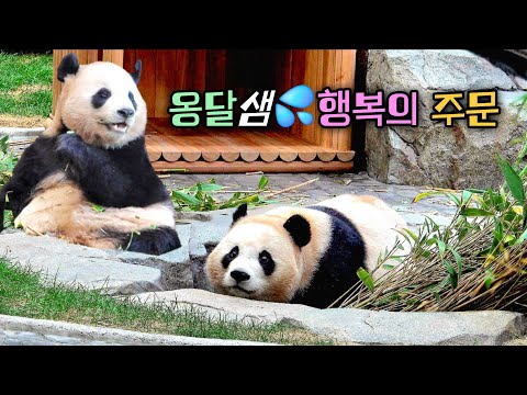 행복의 주문 몸과 마음을 단장하고 후이바오가 찾아간 곳 포곡읍 깊은 산속 옹달샘이다