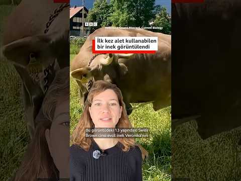 Alet kullanabilen inek bilim insanlarını şaşırttı