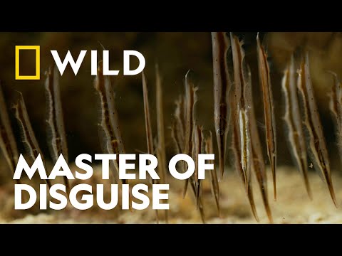 This Fish Doesn’t Run or Fight | Strangest Nature | National Geographic WILD UK