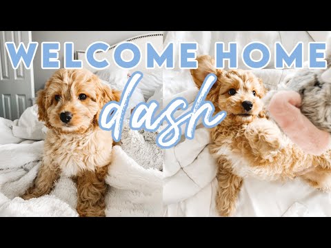 WE GOT A PUPPY! WELCOME HOME DASH! Baby Cavapoo!