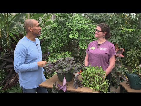 The Family Plot - February 7, 2026