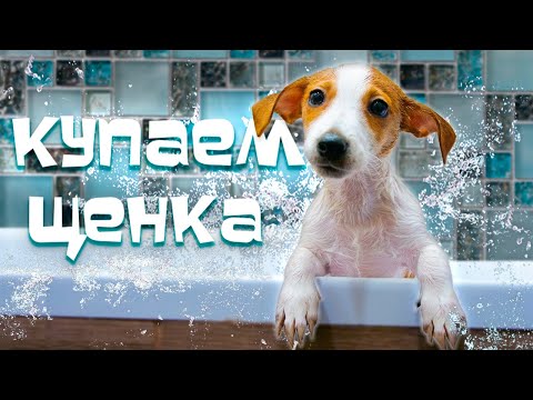 Puppy's First Bath // How Did He React? // When and How to Bathe a Puppy?