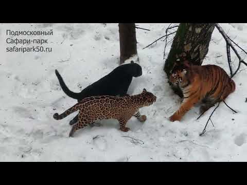 Яркие, экзотические кошки играют вместе: тигр, лев, чёрный ягуар, пятнистый ягуар