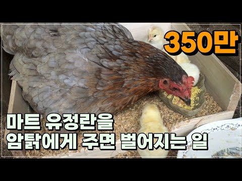 What Happens When You Give Mart Fertilized Eggs to Hens