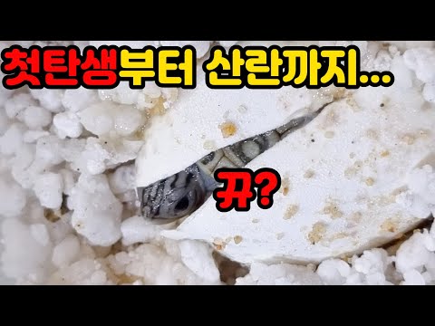 요즘사람들이 집에서 바다거북을 키우는 이유(세상에서 가장 아름다운 수생거북 테라핀)
