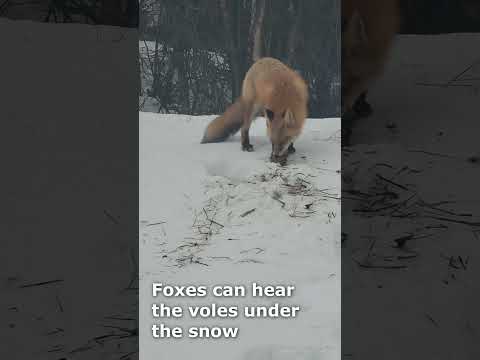 Alaskan fox hunting voles under the snow    #wildlife  #alaska #naturelovers