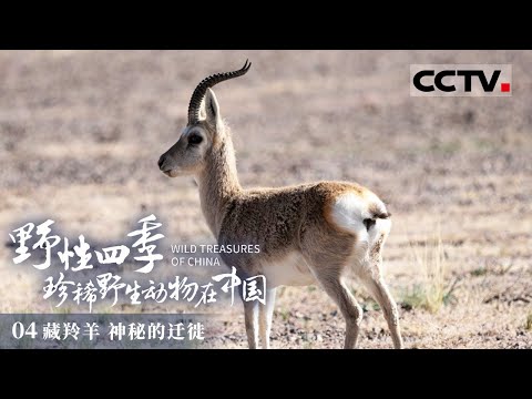 《野性四季 珍稀野生动物在中国》世界上最神秘的野生动物谜题之一： 藏羚羊大迁徙！走进“高原精灵”的迁徙故事！EP04【CCTV纪录】