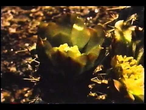 National Geographic - The Invisible World