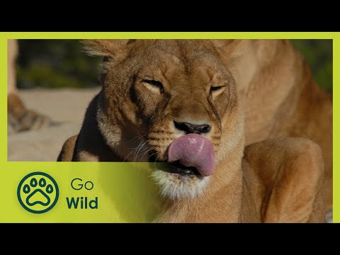 Lioness in Exile - Go Wild
