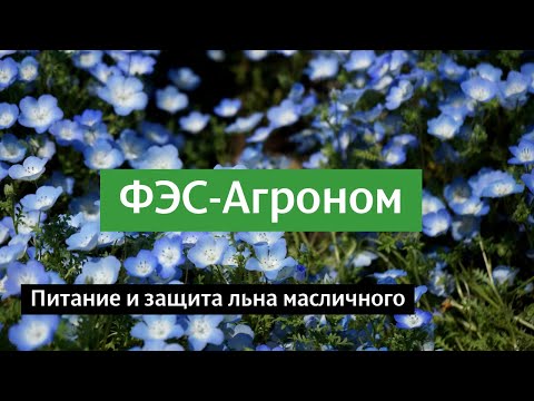 Питание и защита льна масличного