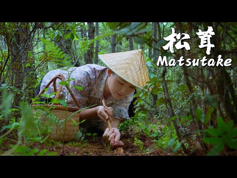 Matsutake - The King of Mushrooms Born in Yunnan and Known to the World