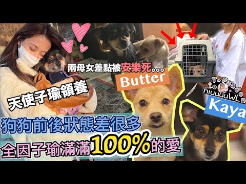 Twice【中字】超感人！子瑜領養KayaButter的故事 狗狗收容所差點被安樂死！子瑜100%的愛讓牠們不再怕人重拾安全感