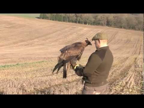 Hunting hares with a golden eagle