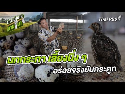 นกกระทา เลี้ยงนิ่ง ๆ อร่อยจริงยันกระดูก | มหาอำนาจบ้านนา