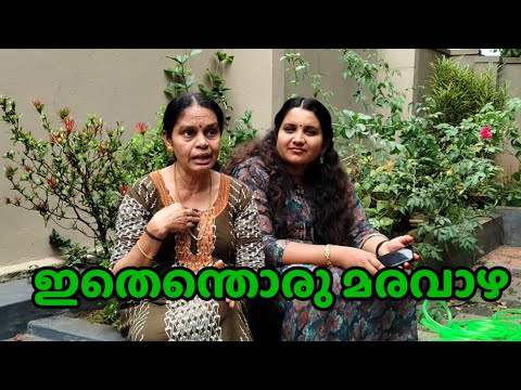 നിന്നെ പോലൊരു മരവാഴയെ ഞാൻ വേറെ കണ്ടിട്ടില്ല