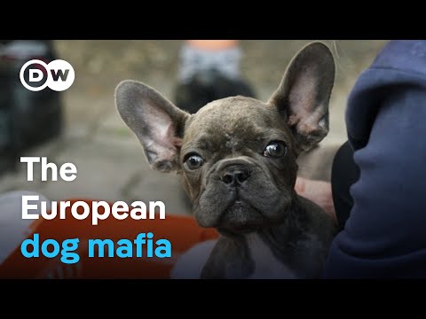 Europe’s dog mafia - Bringing criminal puppy traders to heel | DW Documentary