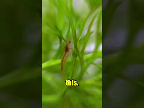 Shrimp lay Live Babies