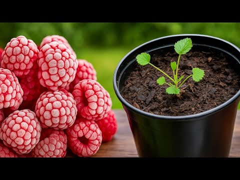 🔴How to Plant Frozen Raspberries Quickly and Easily
