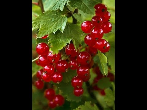 Рисуем "Смородину" часть 1ая.Мастер-классы художника Вугара Мамедова