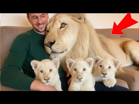 My White Lion’s He Grew Into in the house a KING I Found Him ALONE in Africa Now He Brought His