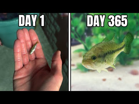 I Raised a Baby Bass for 1 Year