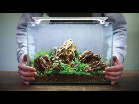 Paludarium left unattended for 8 months. Make it with a terrarium!