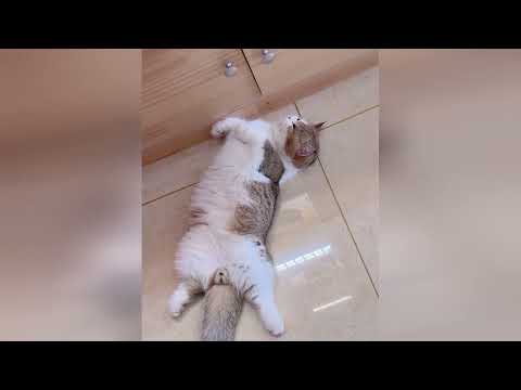 Gatitos encantadores que te harán creer en el amor otra vez