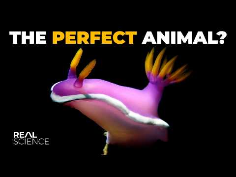 Why Nudibranchs Are Impressively Good at Existing