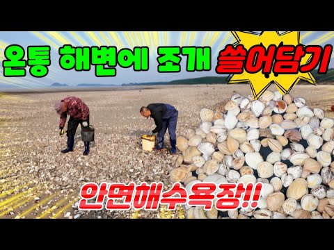 초토화 된 바다가 뒤집어진 해수욕장에 쫙~깔린 조개 무덤!!