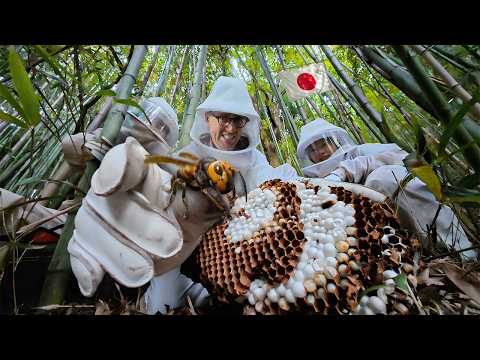 I Joined a Japanese Murder Hornet Hunt (Yes, They Can Kill You)