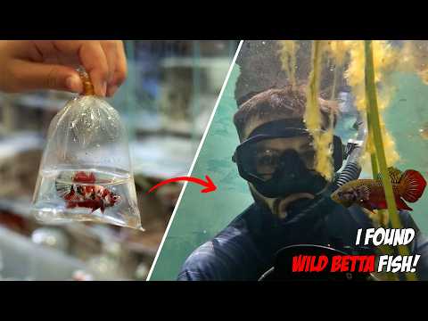 Revealing the Secret Lives of Betta Splendens in Their Natural Habitat - New Underwater Footage