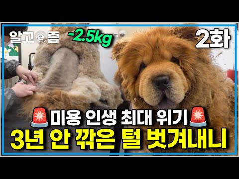 “털 안이 후끈후끈해요” 엄청난 크기의 진드기들까지 발견된 미용 현장! 좁은 닭장에서 구조한 차우차우│세상에 나쁜 개는 없다│알고e즘
