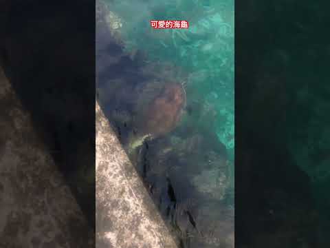 #料理中的料理人 #味留 #郭宗坤 #chef_kzk #熟成魚 #綠島海龜