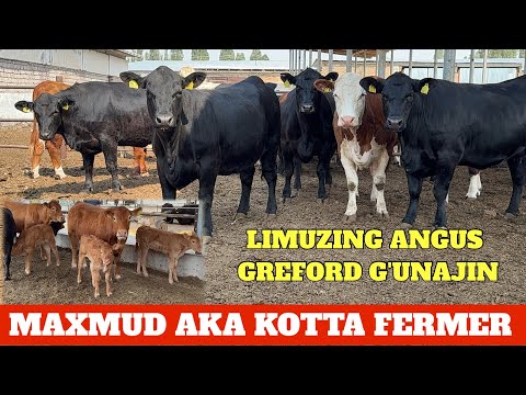 LIMUZING ANGUS GREFORD G'UNAJIN BO'G'OZ YETUK SOTILADI OPTOM JOYI BELARUSIYADAN 🇧🇾KELGAN.