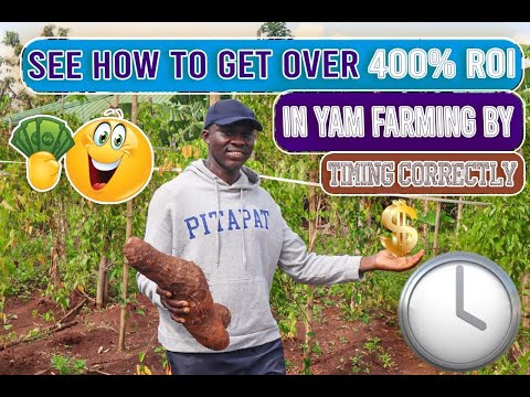 SEE  how TIMING  CORRECTLY Can make YOU a  MILLIONAIRE in YAM FARMING