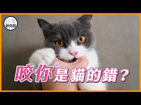 貓咬人是行為的問題？可能是愛你的表現！