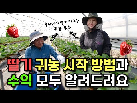 딸기 농사 초보자들에게 꿀팁 전수합니다~!!🍓
