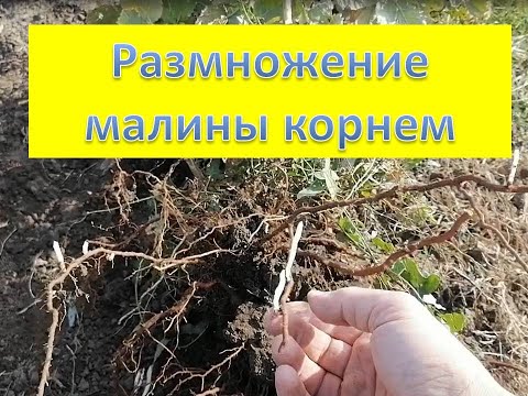 Размножение малины корнем. Квелли, Энросадира, Маравилла