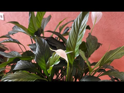 ЧТО НЕ ЛЮБИТ СПАТИФИЛЛУМ