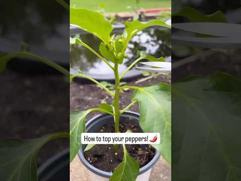 How to Top Pepper Plant for Increased Yields! #gardening #peppergrowing #gardeningtips