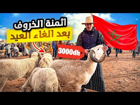 إنخفاض حاد في ثمن حولي 🐏من سوق السبت تيط مليل بجهة دار البيضاء 🇲🇦 بعد إلغاء شعيرة عيد ب01/03/2025